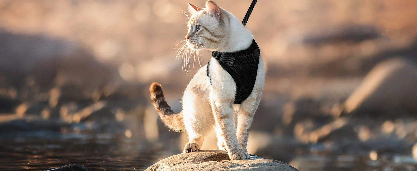 Kattsele för promenader