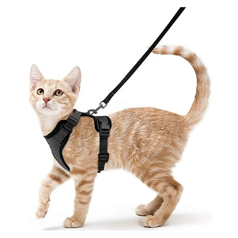 Kattsele för promenader