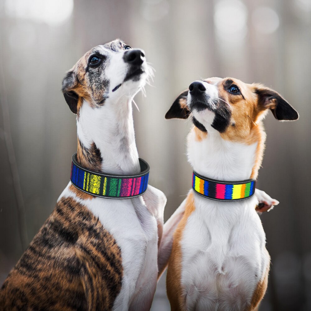 Vackert halsband till hund