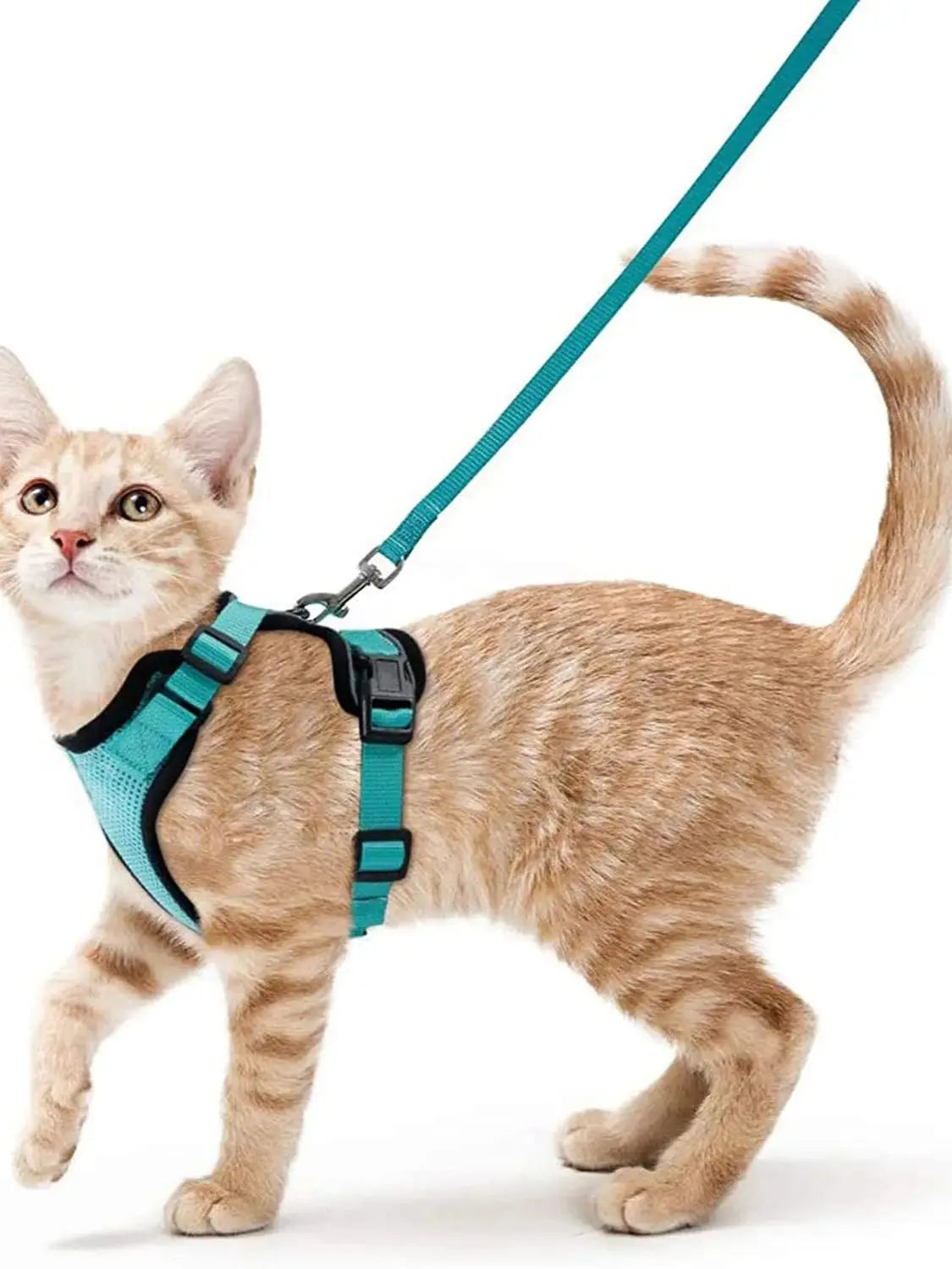 Kattsele för promenader