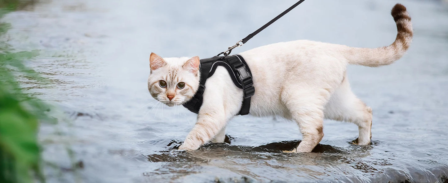Kattsele för promenader