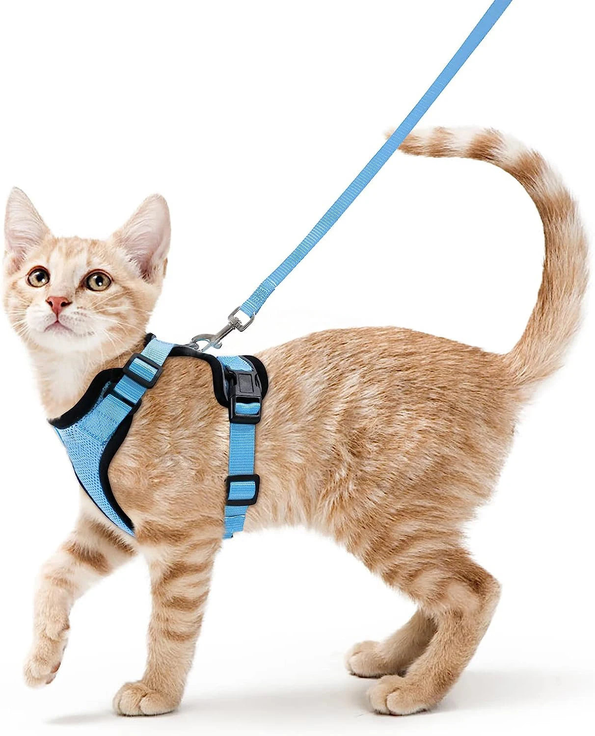 Kattsele för promenader