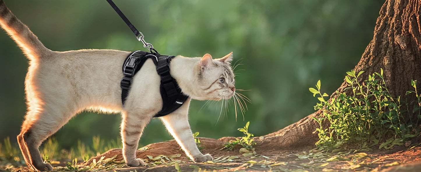 Kattsele för promenader