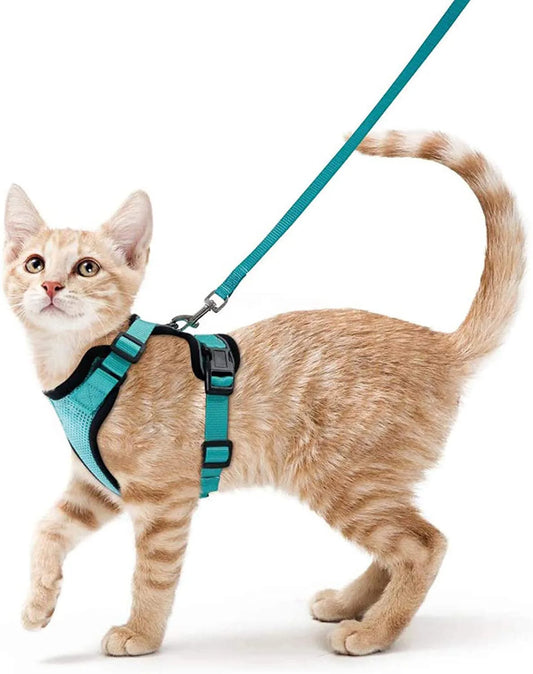 Kattsele för promenader
