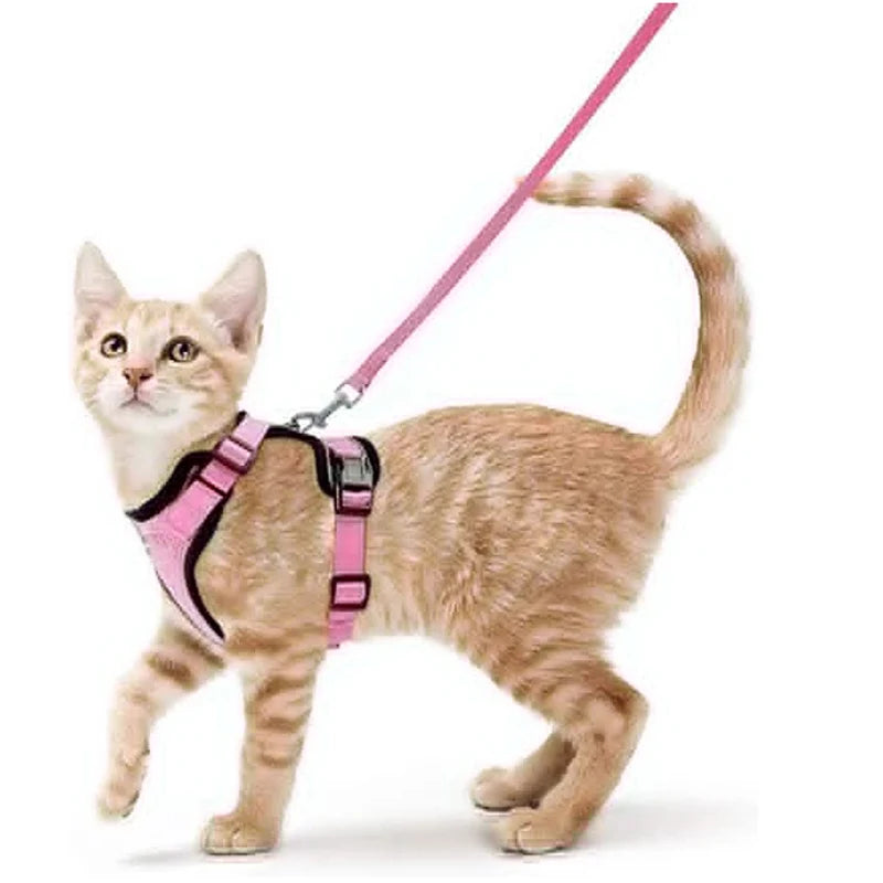 Kattsele för promenader