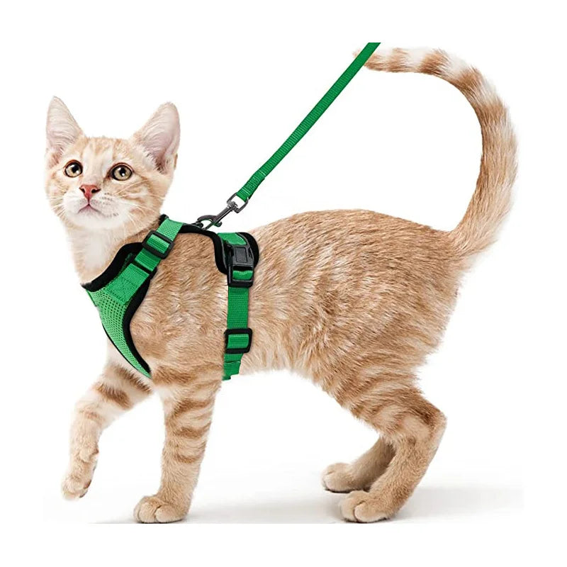 Kattsele för promenader
