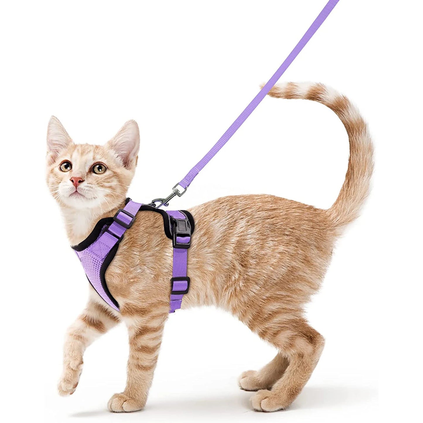 Kattsele för promenader