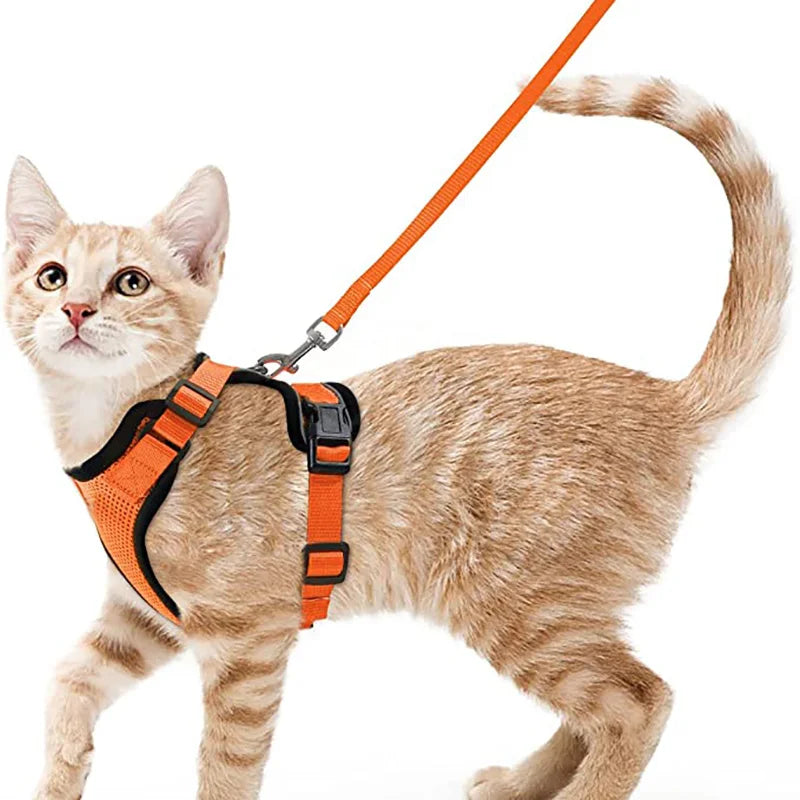 Kattsele för promenader