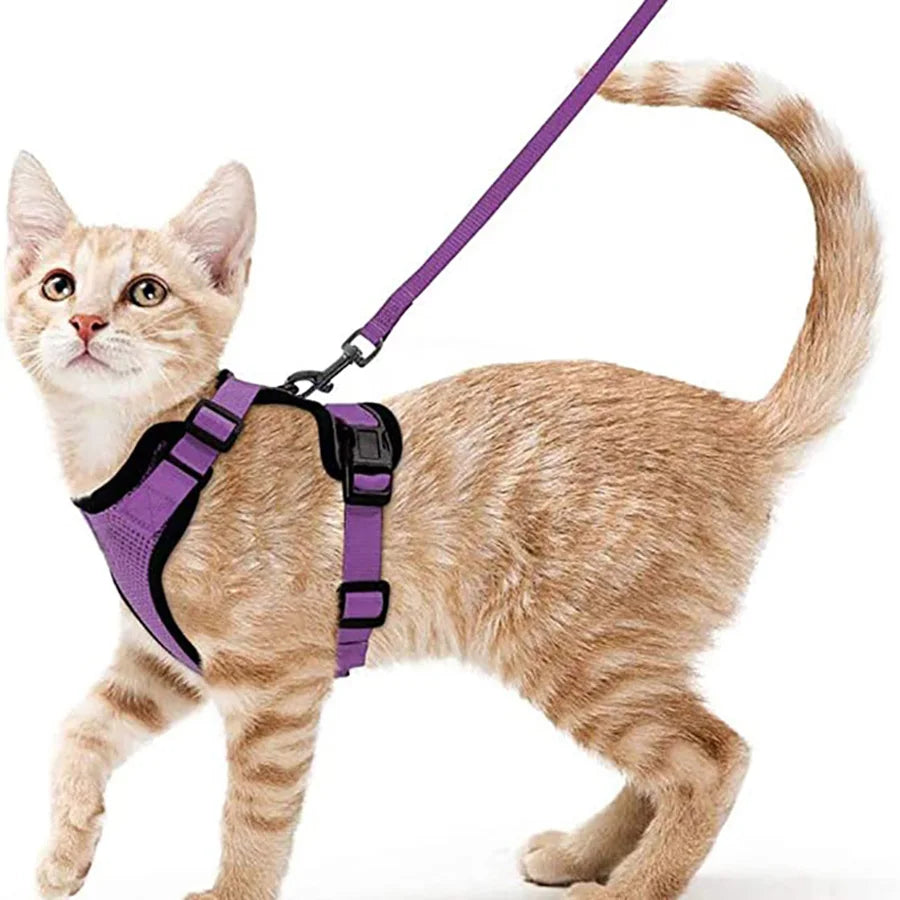 Kattsele för promenader