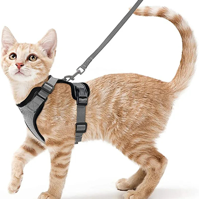 Kattsele för promenader