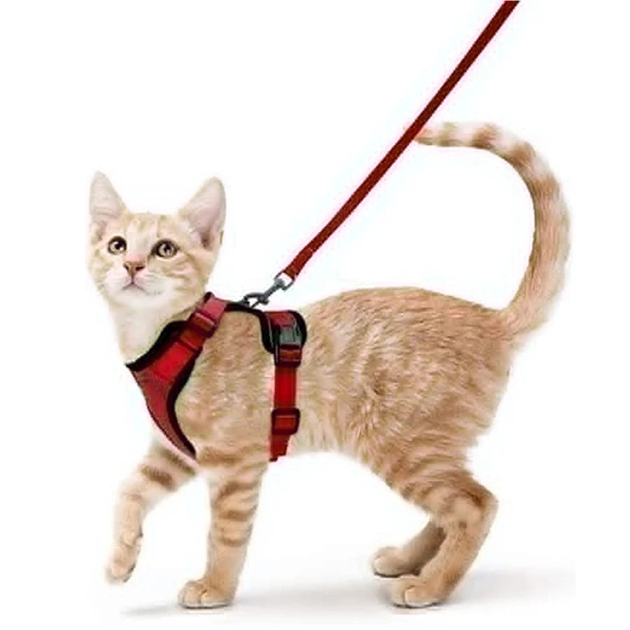 Kattsele för promenader