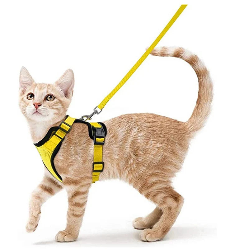 Kattsele för promenader